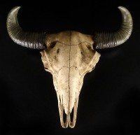 Buffalo Skull large