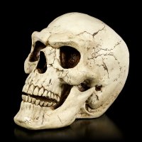 Large Outdoor Skull