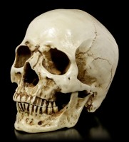Totenkopf mit Unterkiefer - Skull Head
