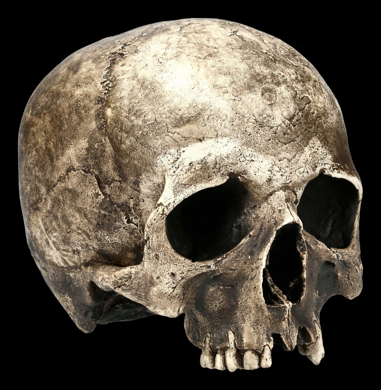 Male Skull Replica - Ragna Human Cranium - Dark