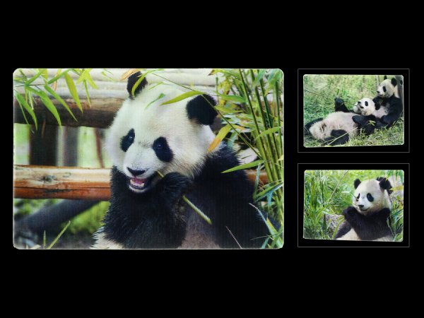 3D Postkarte - Pandas