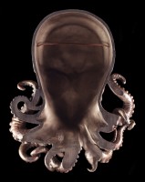 Wandrelief Steampunk Oktopus - Bioctopus