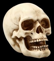 Human Skull with Lower Jaw - medium