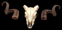 Wall Plaque Skull - Corsican Ram Skull