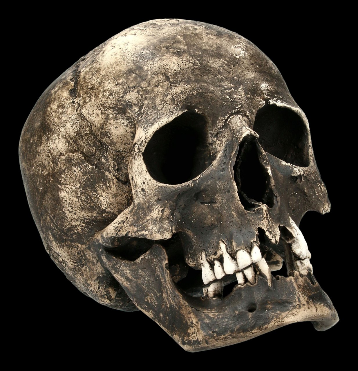 Male Skull Replica - Ragna with Mandible - Dark