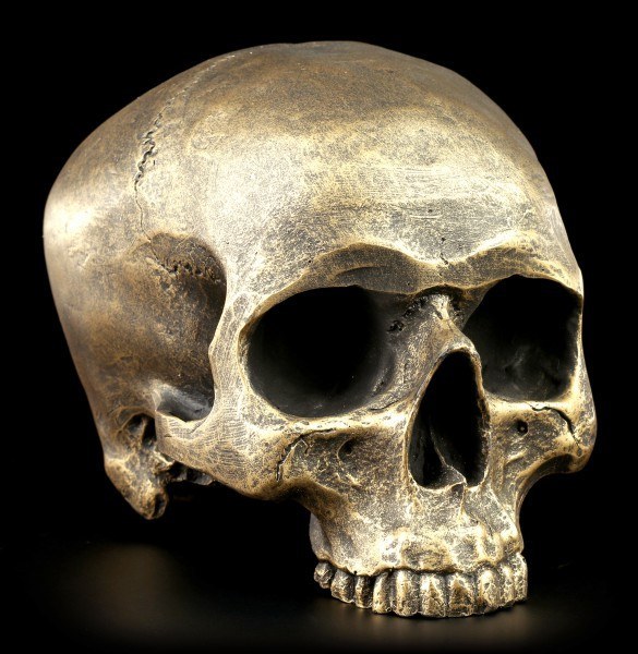 Skull without Mandible - Antique gold colored