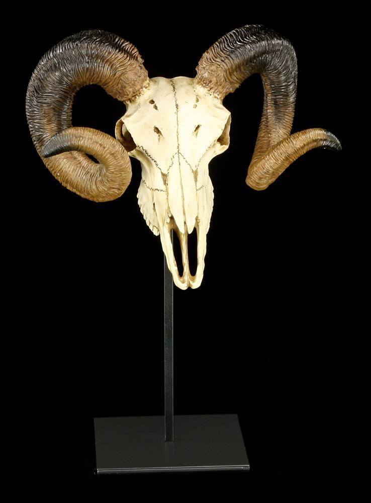 Skull - Ram with Horns