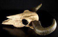 Buffalo Skull large