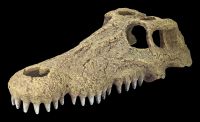 Aquarium Figurine - Aligator Skull L