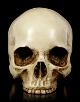 Human Skull without lower Jaw