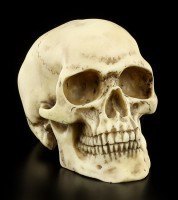 Human Skull medium