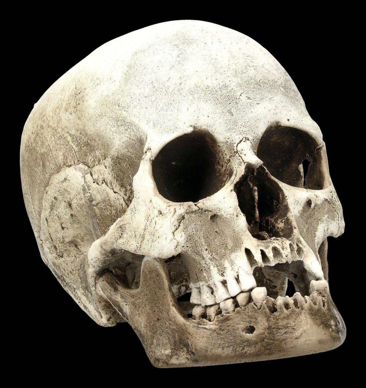 Human Female Skull Replica with Jaw - Sagus