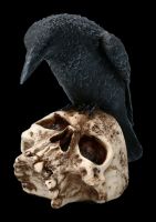 Raven sitting on Skull