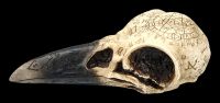 Skull - Raven Skull with Mystic Symbols