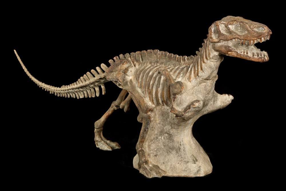 Dinosaurier Figur - Tyrannosaurus Rex Fossil - riesig