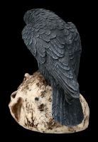 Raven sitting on Skull