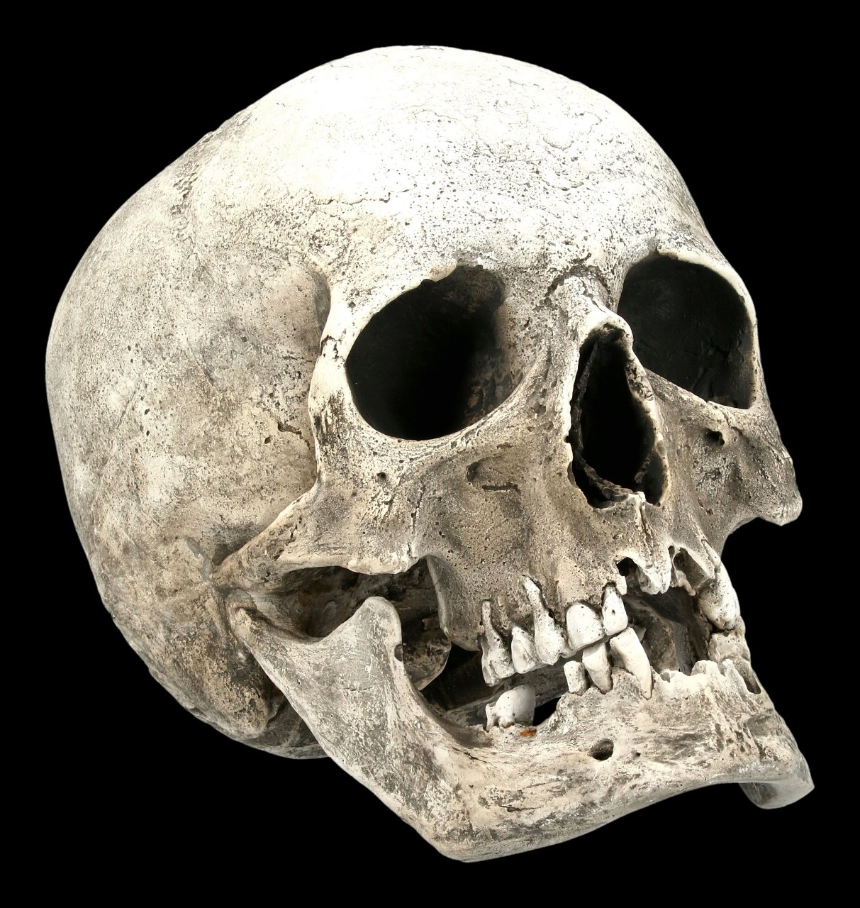 Human Male Skull Replica with Jaw - Ragna