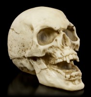 Vampire Skull with open Mouth
