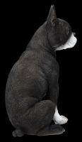 Boston Terrier Figur sitzend