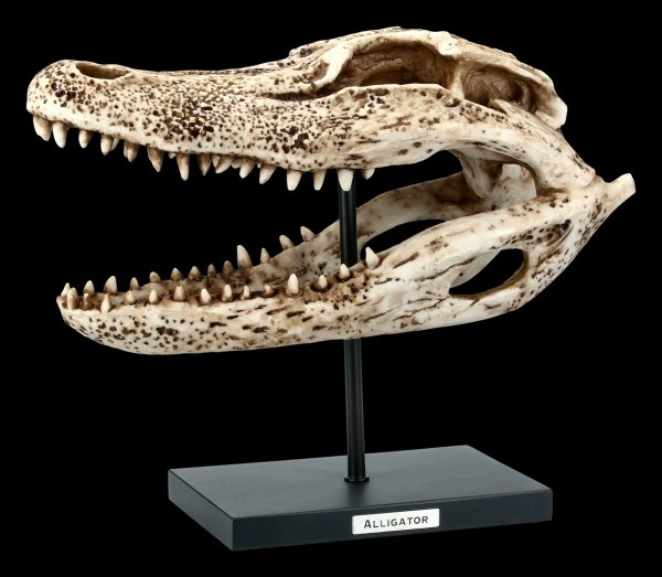 Alligator Skull on Metal Stand