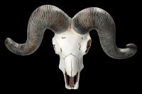 Wall Ornament - Ram Skull