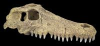 Aquarium Figurine - Aligator Skull L