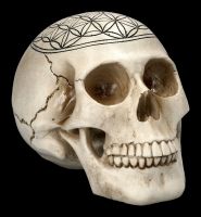 Skull - Sacred Geometry - Flower of Life