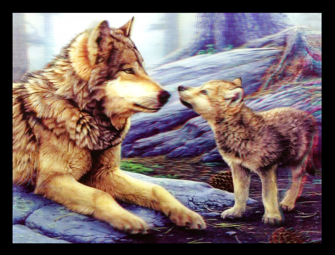 3D-Picture with Wolves - Brother Wolf