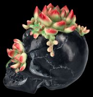 Skull Figurine with Succulents