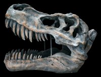 Totenkopf - Tyrannosaurus Rex - groß