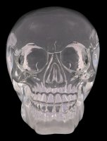 Skull - translucent