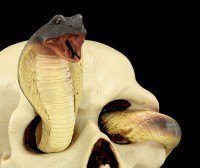Totenkopf - Kobra schlängelt sich durchs Auge