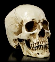 Skull Head with Jaw
