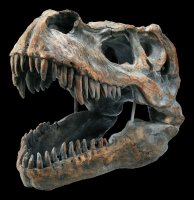 Totenkopf - Tyrannosaurus Rex - mittel
