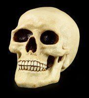 Human Skull Savings Box