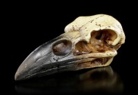 Alchemy Raven Skull - small