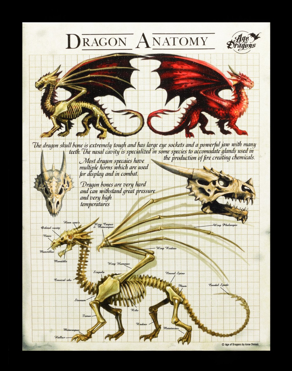 Kleine Leinwand Drachen Anatomie - Dragon Anatomy