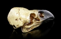 Alchemy Raven Skull - small