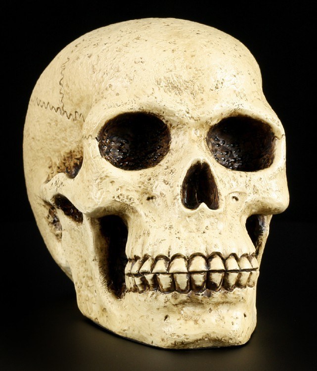 Skull - Human