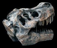 Totenkopf - Tyrannosaurus Rex - groß