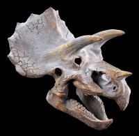 Wandrelief - Dinosaurier Kopf - Triceratops