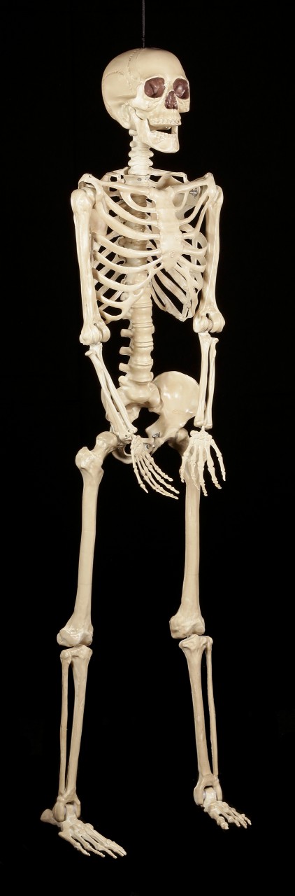 Kunststoff Skelett 152 cm - lebensgroß