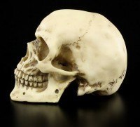 Human Skull medium