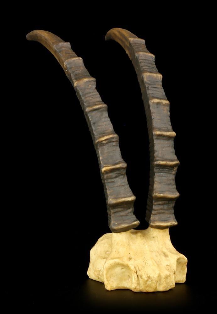 Skull - Ibex Horns