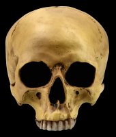 Human Skull without Jaw