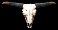 Wanddeko - Longhorn Totenkopf groß