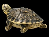 Gelbbauch-Schmuckschildkröte - Figur