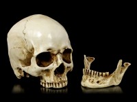 Totenkopf mit Unterkiefer - Skull Head