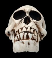 Monkey Skull with moveable Jaw