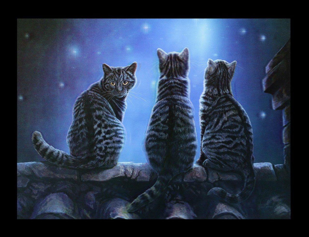 3D Picture with Cats - Wish upon a Star